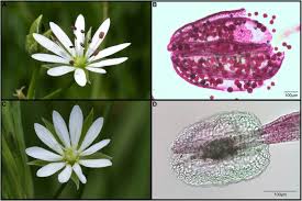 Attēlu rezultāti vaicājumam “Stellaria graminea flower”