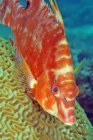 Image result for Lachnolaimus maximus