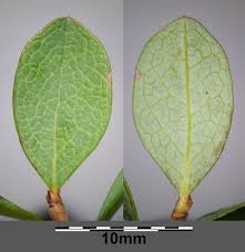 Attēlu rezultāti vaicājumam “Vaccinium uliginosum leaf”