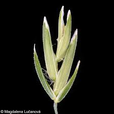 Attēlu rezultāti vaicājumam “Poa remota”