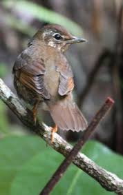 Image result for Zoothera sibirica