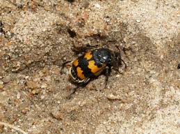 Attēlu rezultāti vaicājumam “Nicrophorus investigator”