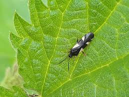 Attēlu rezultāti vaicājumam “Dryophilocoris flavoquadrimaculatus”