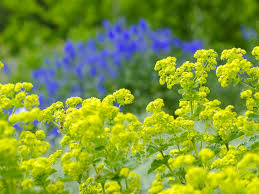 Image result for Frauenmantel