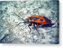 Attēlu rezultāti vaicājumam “Pyrrhocoris apterus”