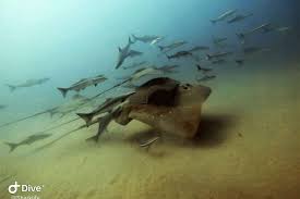 Image result for Megatrygon microps