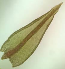 Attēlu rezultāti vaicājumam “Ceratodon purpureus”