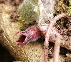 Attēlu rezultāti vaicājumam “Asarum europaeum flower”
