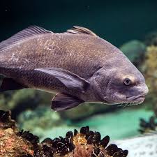 Image result for Pogonias cromis