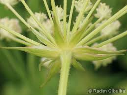 Attēlu rezultāti vaicājumam “Laserpitium pruthenicum”