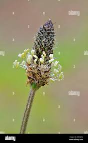Attēlu rezultāti vaicājumam “Plantago lanceolata bud”