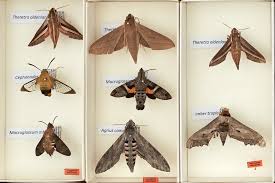 Attēlu rezultāti vaicājumam “Sphingidae”