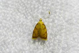 Attēlu rezultāti vaicājumam “Acleris bergmanniana”