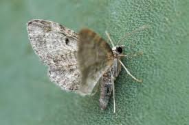 Attēlu rezultāti vaicājumam “Eupithecia tenuiata”