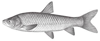 Image result for Mylopharyngodon piceus