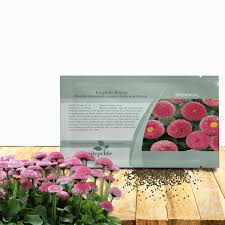 Attēlu rezultāti vaicājumam “Bellis perennis”