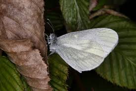 Attēlu rezultāti vaicājumam “Leptidea sinapis”