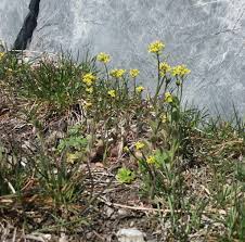 Attēlu rezultāti vaicājumam “Draba nemorosa”