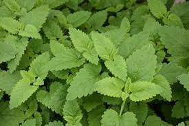 Image result for Nepeta cataria