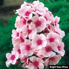 Image result for Phlox paniculata `Bright Eyes`