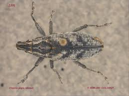 Attēlu rezultāti vaicājumam “Cleonis pigra”