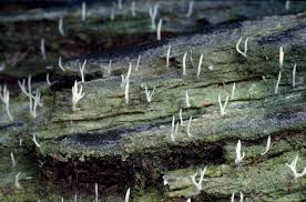 Attēlu rezultāti vaicājumam “Multiclavula mucida”