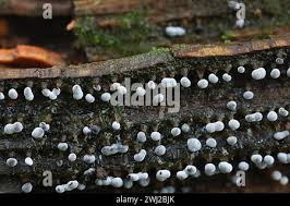 Attēlu rezultāti vaicājumam “Didymium melanospermum spores”