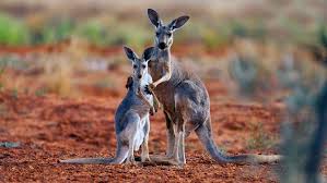 Image result for Reading Kangaroos
