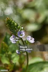 Attēlu rezultāti vaicājumam “Veronica beccabunga bud”