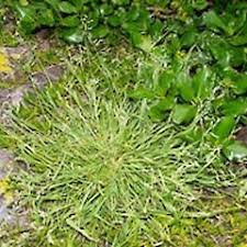 Attēlu rezultāti vaicājumam “Poa pratensis”