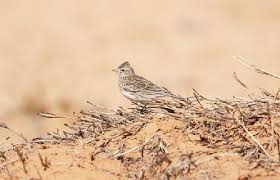 Image result for Calandrella rufescens