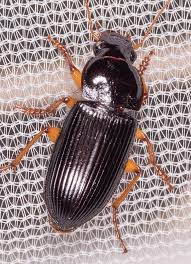 Attēlu rezultāti vaicājumam “Harpalus sp.”