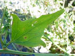 Attēlu rezultāti vaicājumam “Atriplex littoralis leaf”