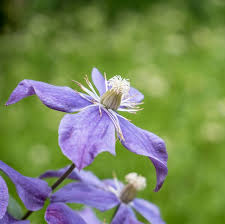 Attēlu rezultāti vaicājumam “Clematis flower”