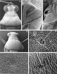Attēlu rezultāti vaicājumam “Alloeotomus sp.”
