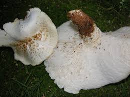 Attēlu rezultāti vaicājumam “Lentinus lepideus”