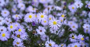 Attēlu rezultāti vaicājumam “Symphyotrichum x salignum flower”