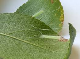 Attēlu rezultāti vaicājumam “Lyonetia prunifoliella”