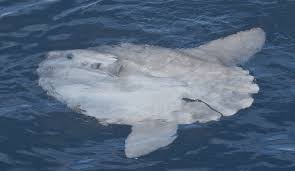 Image result for Mola mola