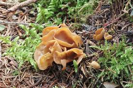 Attēlu rezultāti vaicājumam “Otidea leporina”