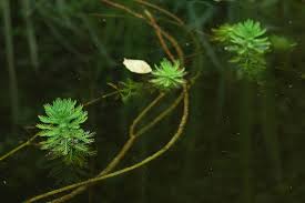 Attēlu rezultāti vaicājumam “Myriophyllum alterniflorum leaf”
