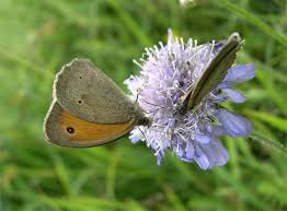 Attēlu rezultāti vaicājumam “Maniola jurtina male”