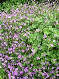 Attēlu rezultāti vaicājumam “Geranium pyrenaicum flower”