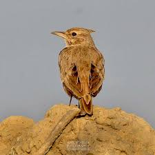 Attēlu rezultāti vaicājumam “Galerida cristata adult”