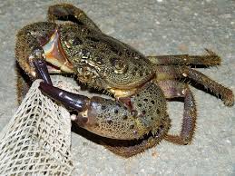 Image result for Eriphia verrucosa