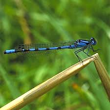 Attēlu rezultāti vaicājumam “Enallagma cyathigerum”