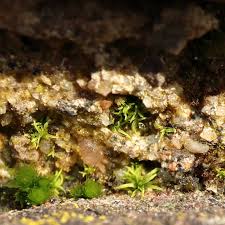 Attēlu rezultāti vaicājumam “Gyroweisia tenuis”