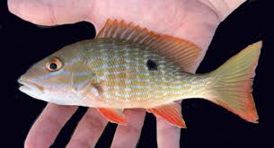 Image result for Lutjanus analis