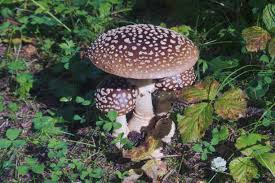 Attēlu rezultāti vaicājumam “Amanita regalis”