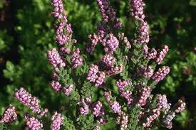 Attēlu rezultāti vaicājumam “Calluna vulgaris fruit”